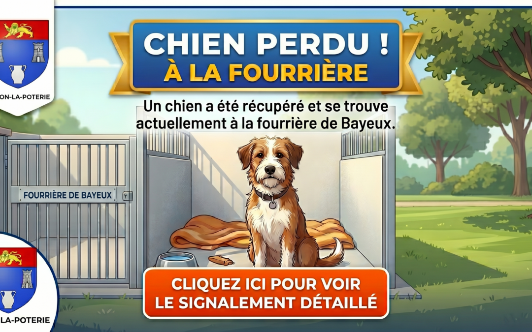 Chien perdu