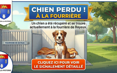 Chien perdu