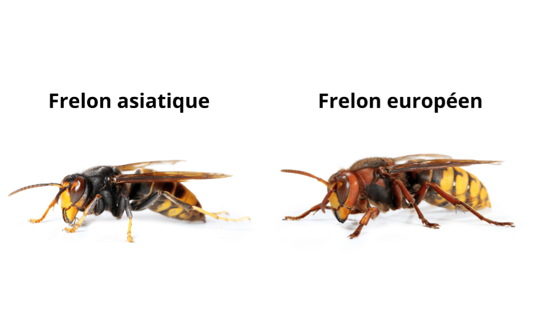 Identifier le frelon asiatique