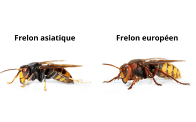 Identifier le frelon asiatique